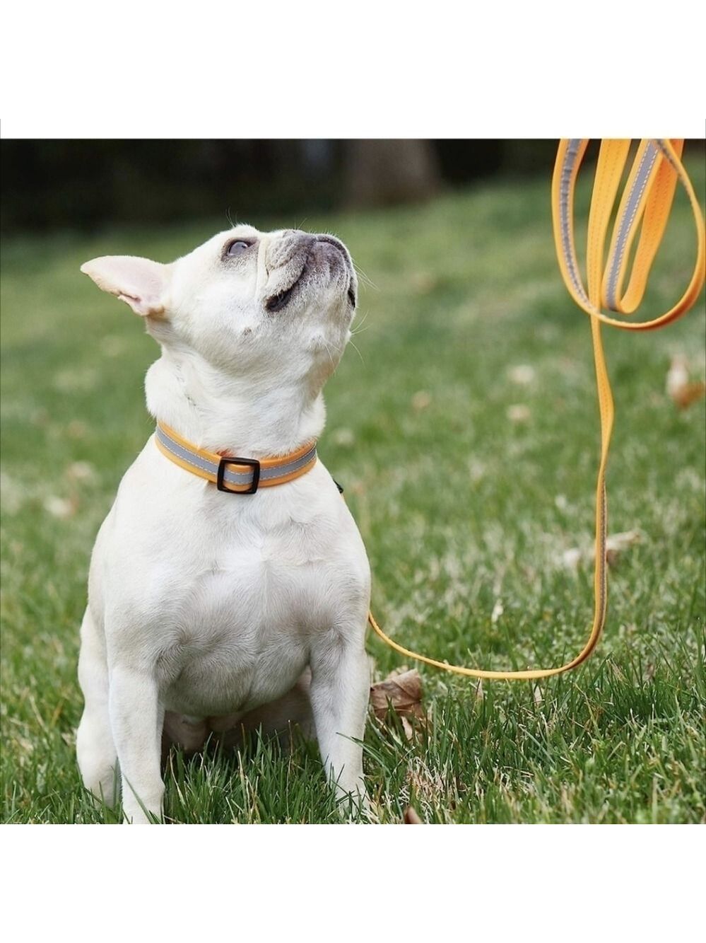 TRISHA Yearwood reflective and waterproof dog leash and collar set size medium
